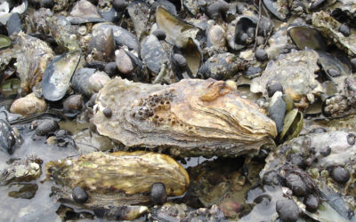 Toxic Wastewater is Killing Oysters