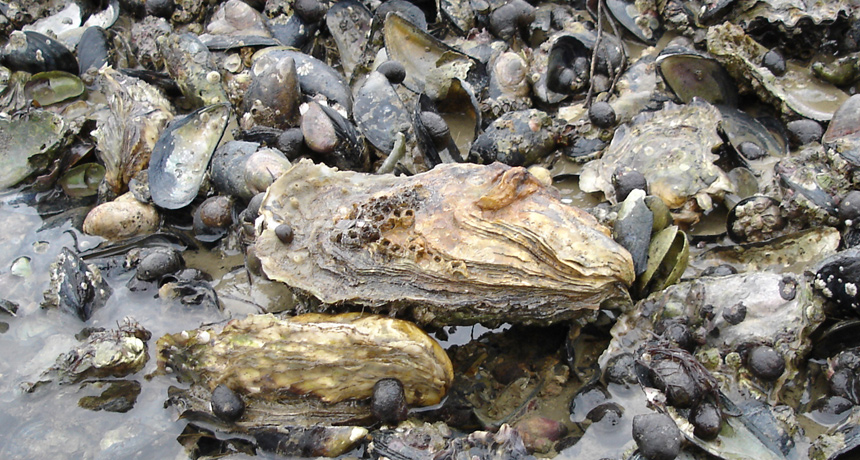 Toxic Wastewater is Killing Oysters